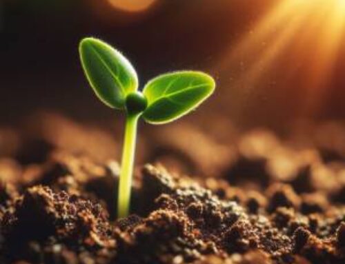 Rituals for Spring Equinox: Embracing the Rebirth of Nature